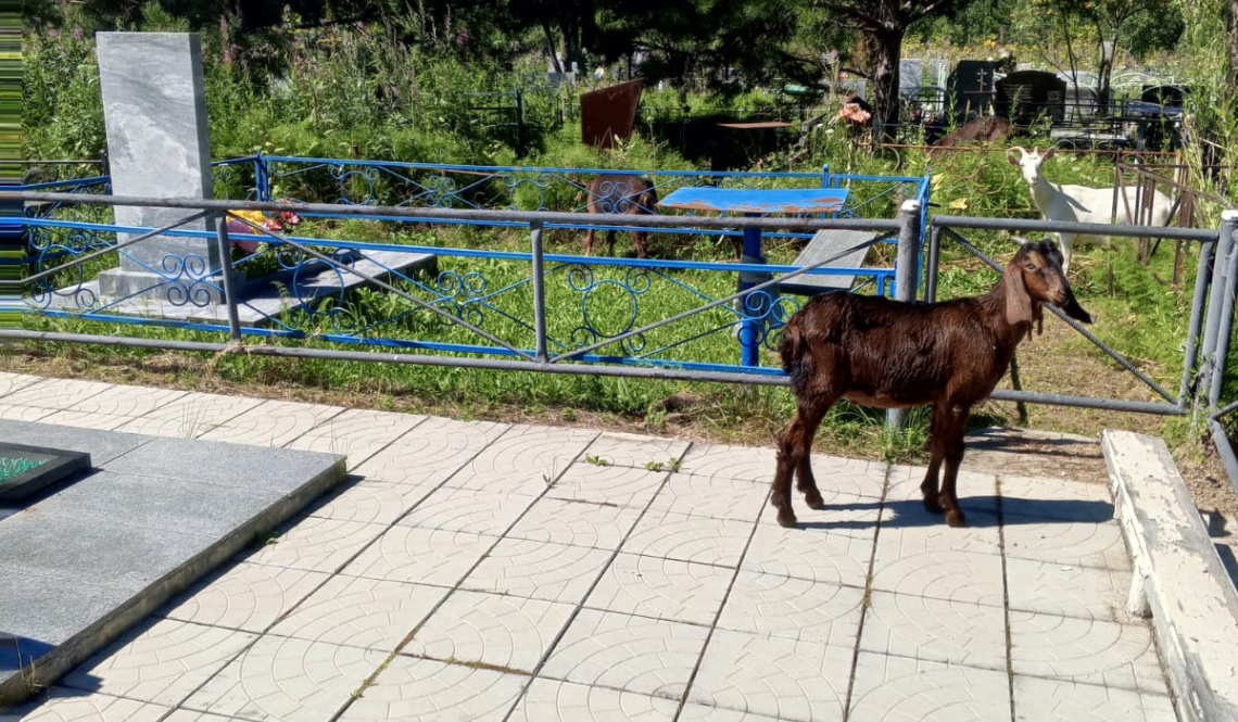 На кладбище Буланаша снова хозяйничают козы